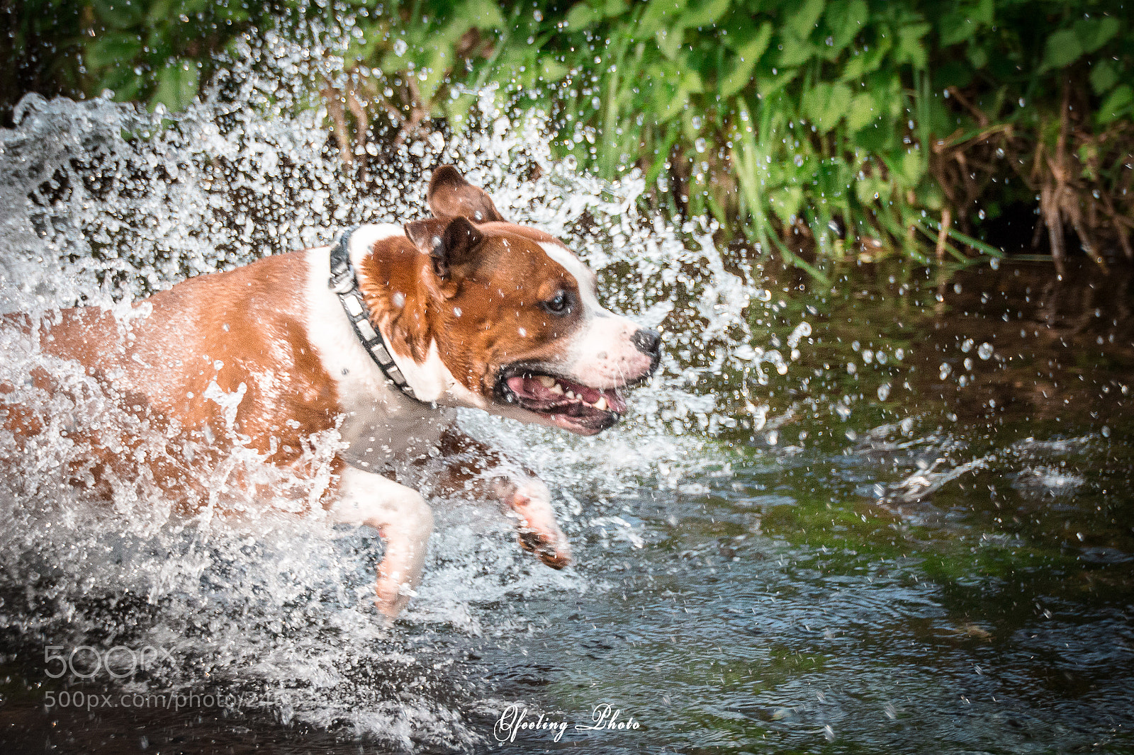 Canon EOS 100D (EOS Rebel SL1 / EOS Kiss X7) sample photo. Happy dog  ! photography