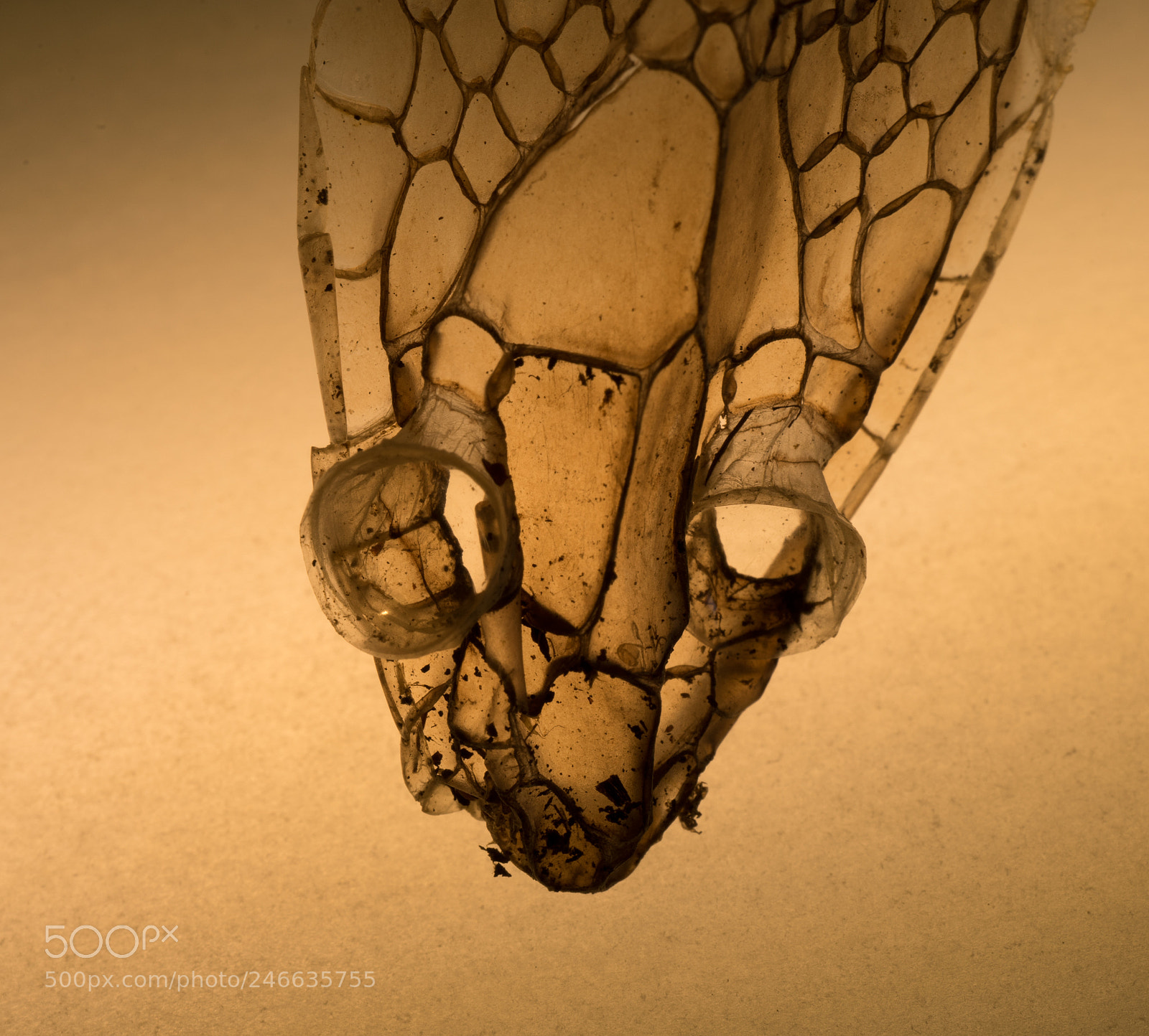 Sony a7 sample photo. Dragonskin 2 photography
