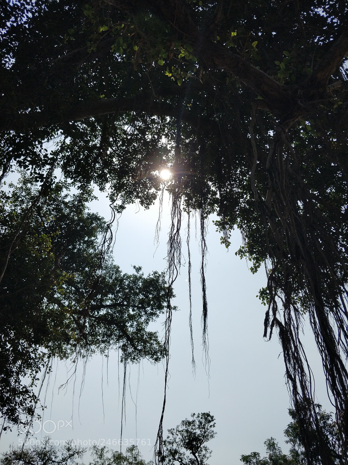 OnePlus 5T sample photo. Untitled photography