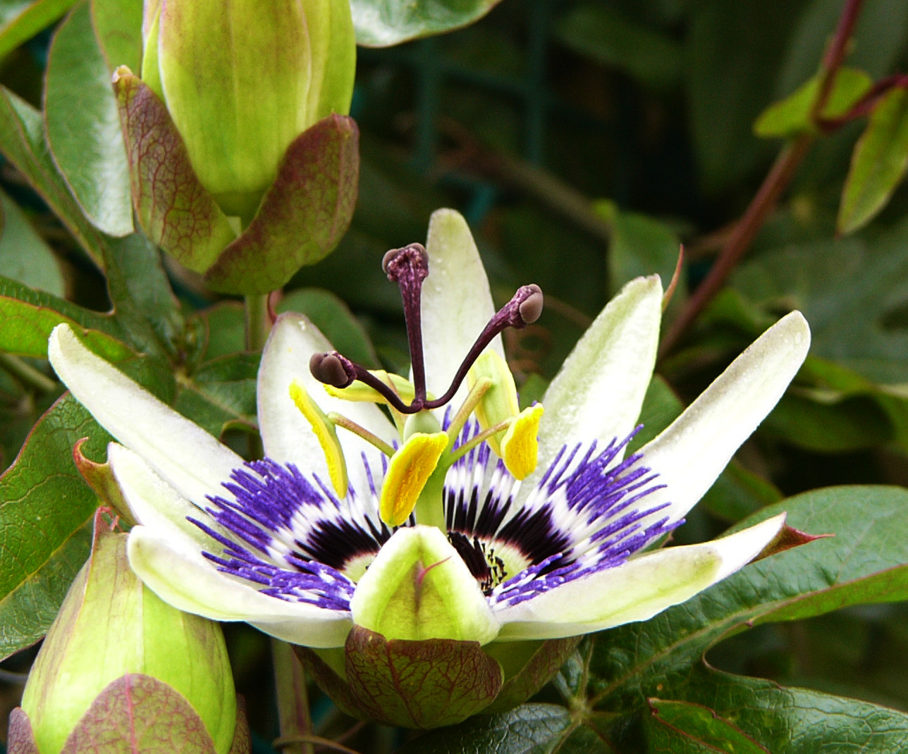 Panasonic DMC-FZ1 sample photo. Passion flower photography