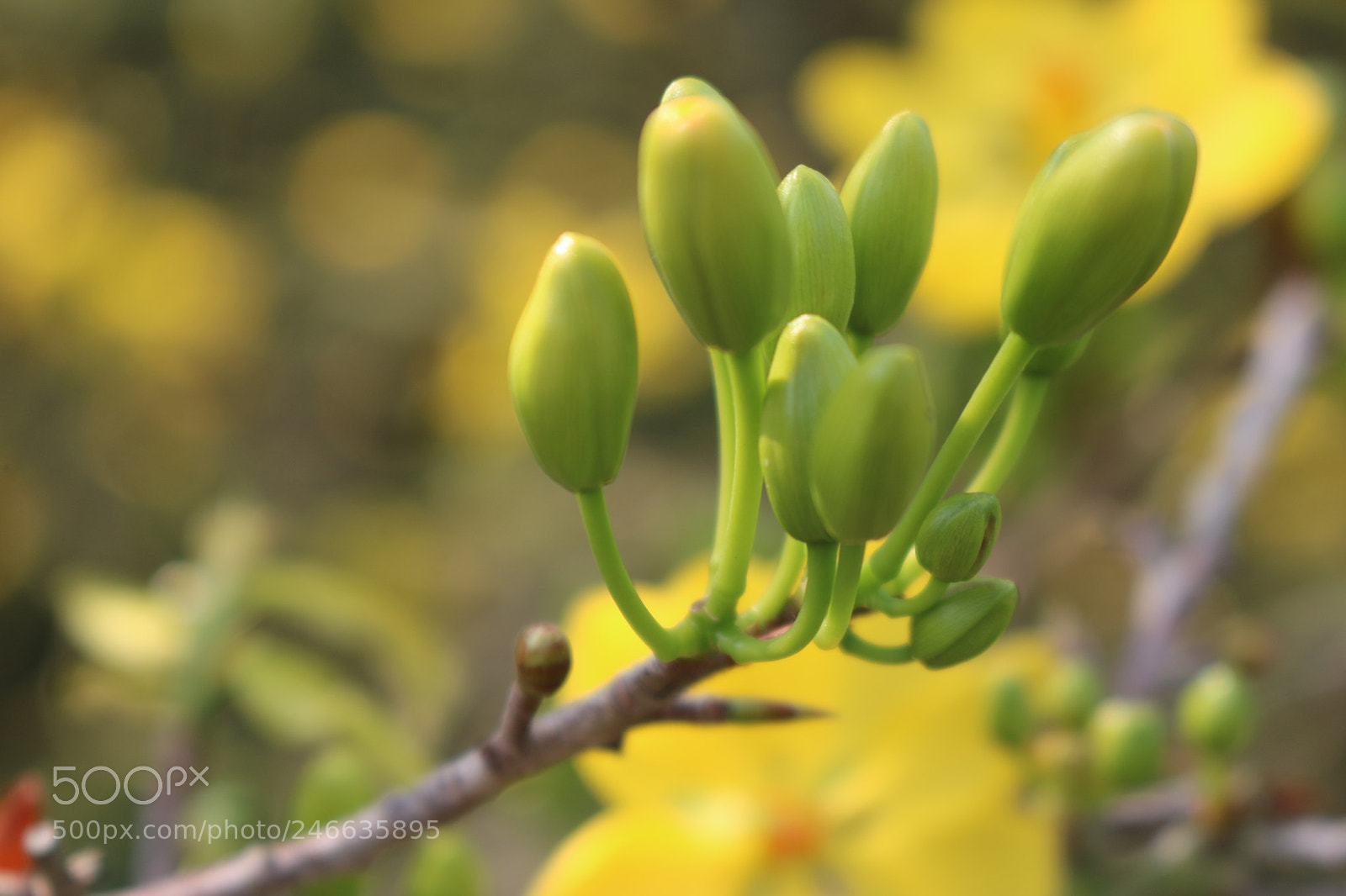 Canon EOS 750D (EOS Rebel T6i / EOS Kiss X8i) sample photo. Untitled photography