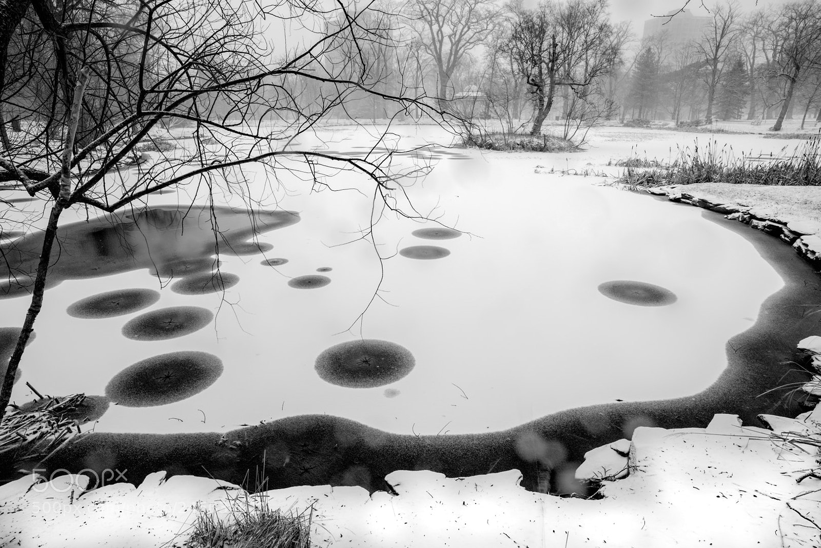 Nikon D800E sample photo. The halifax public gardens photography