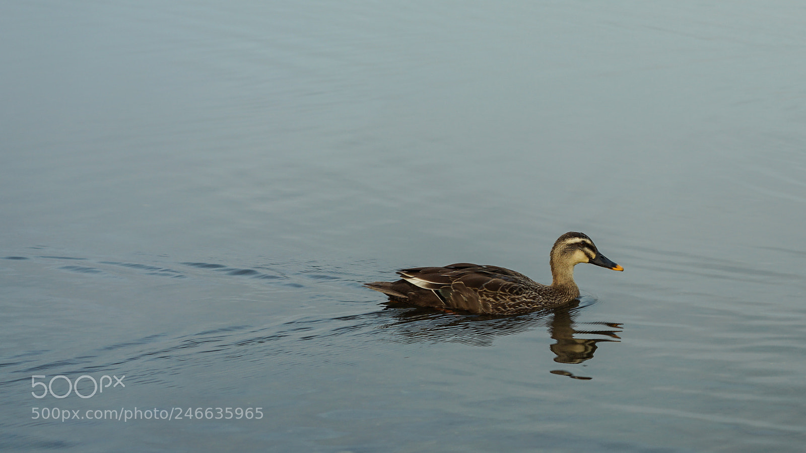 Sony a7 II sample photo. Duck 鸭子 photography