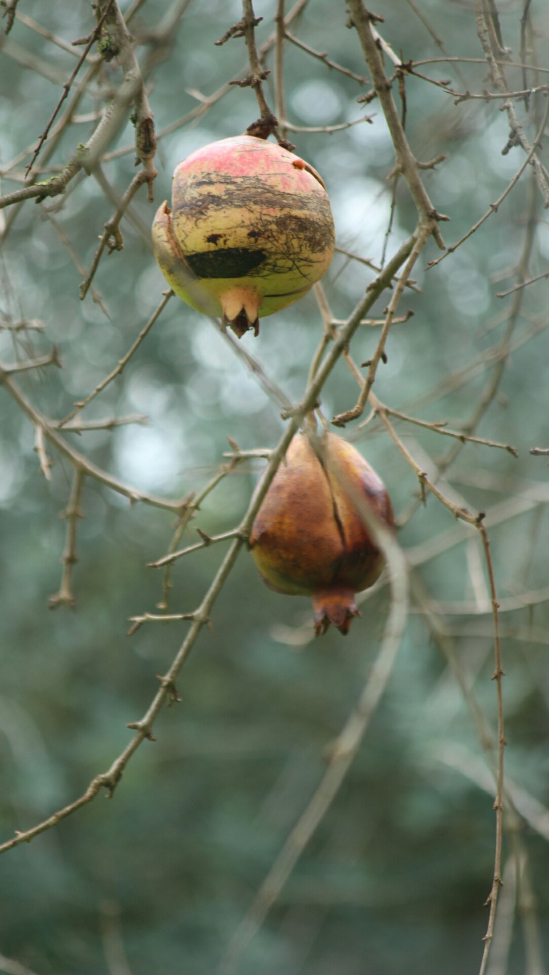 Version 1.1.0 sample photo. Pomegranate photography