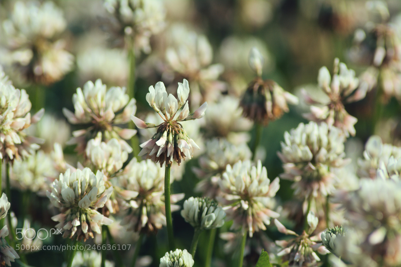 Nikon D5200 sample photo. Koniczynka8 photography