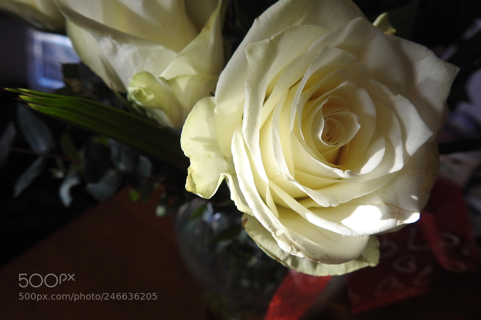 Nikon Coolpix P900 sample photo. White rose photography