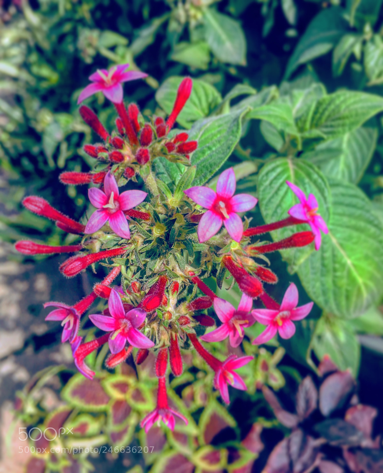 Apple iPhone 6s Plus sample photo. Untitled photography