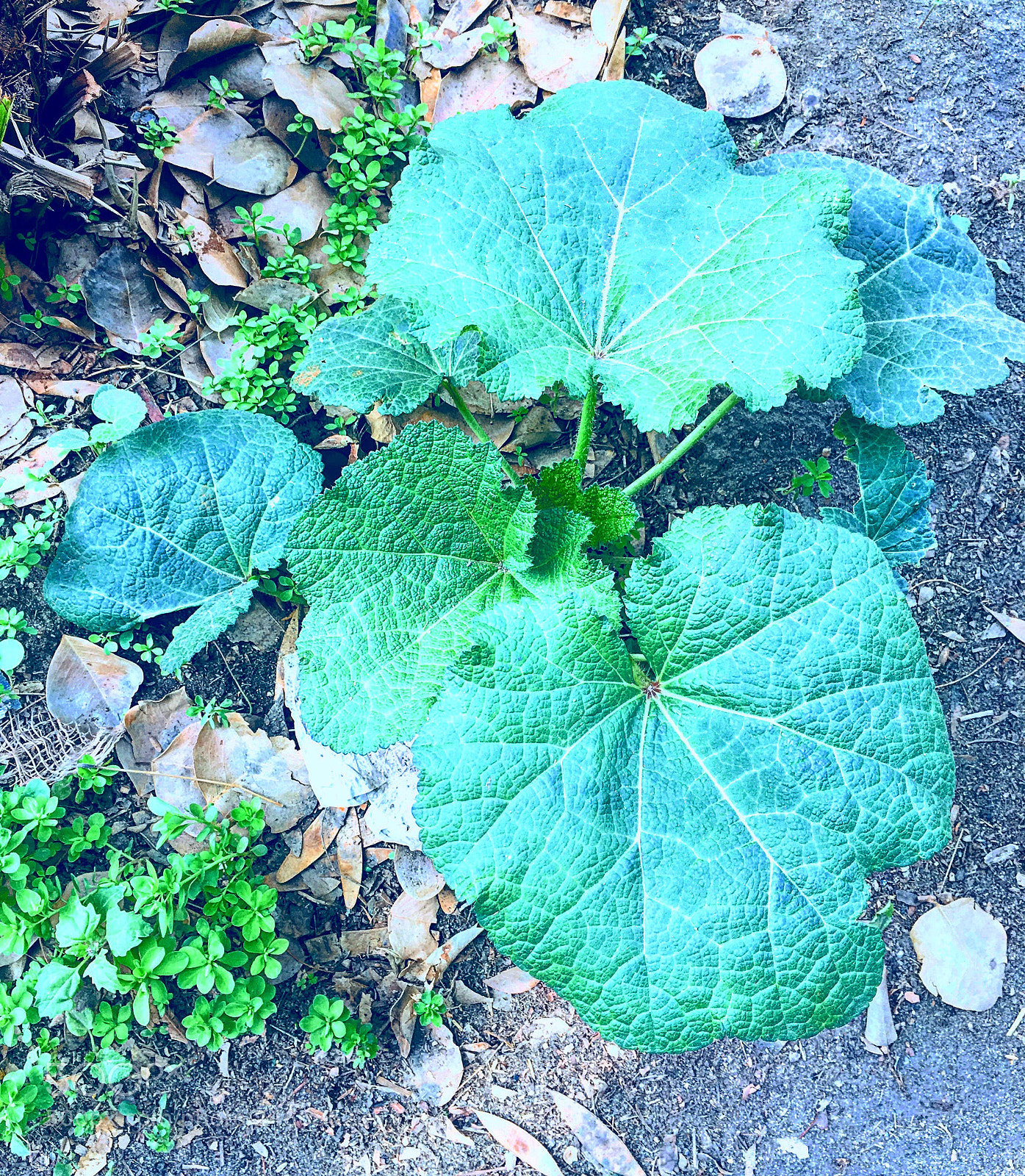 Apple iPhone 6s Plus sample photo. Untitled photography