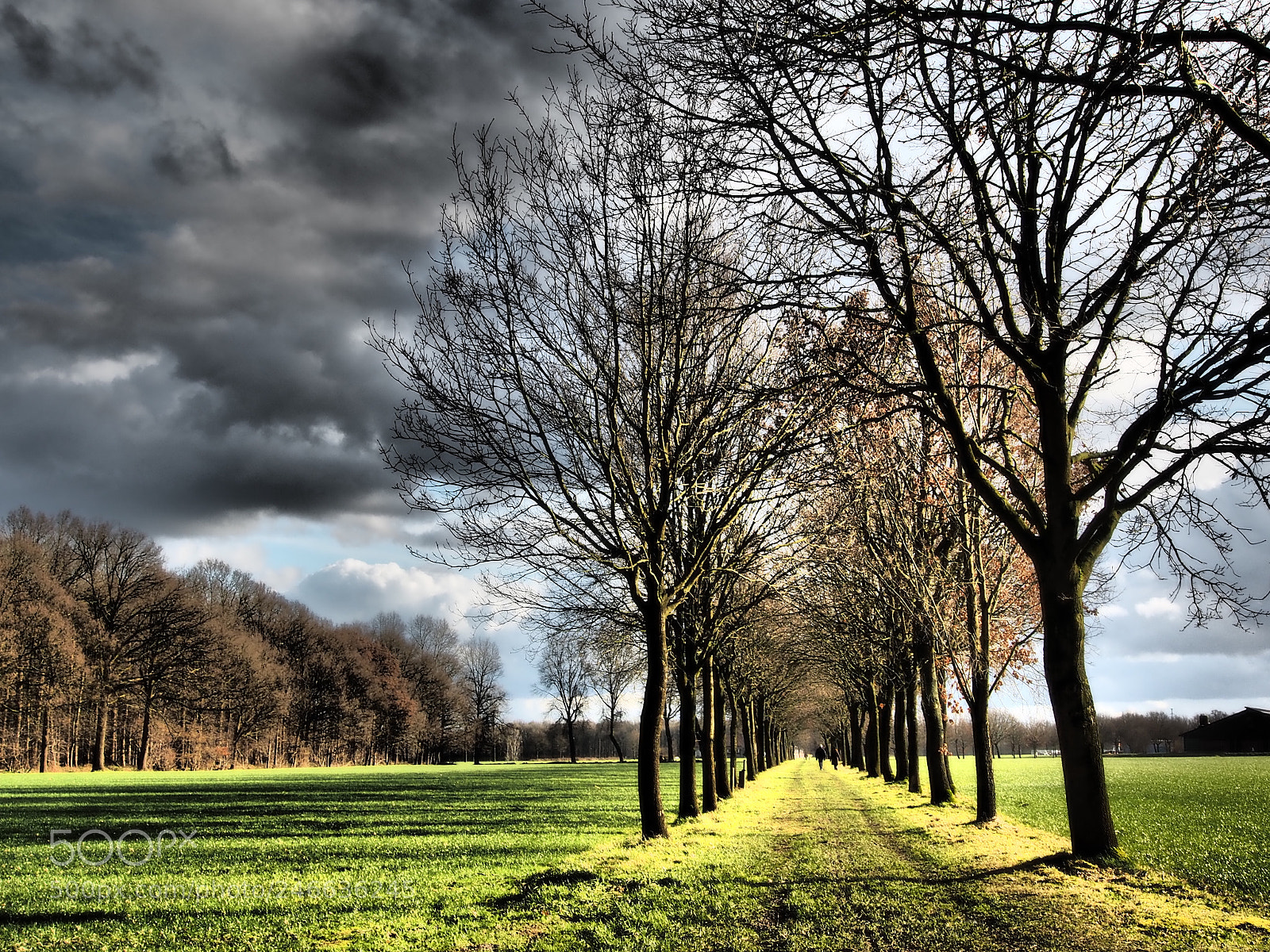Olympus OM-D E-M1 sample photo. Lane through the meadows photography
