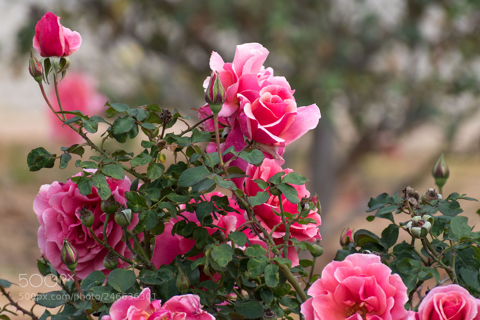 Nikon D5600 sample photo. Dsc photography