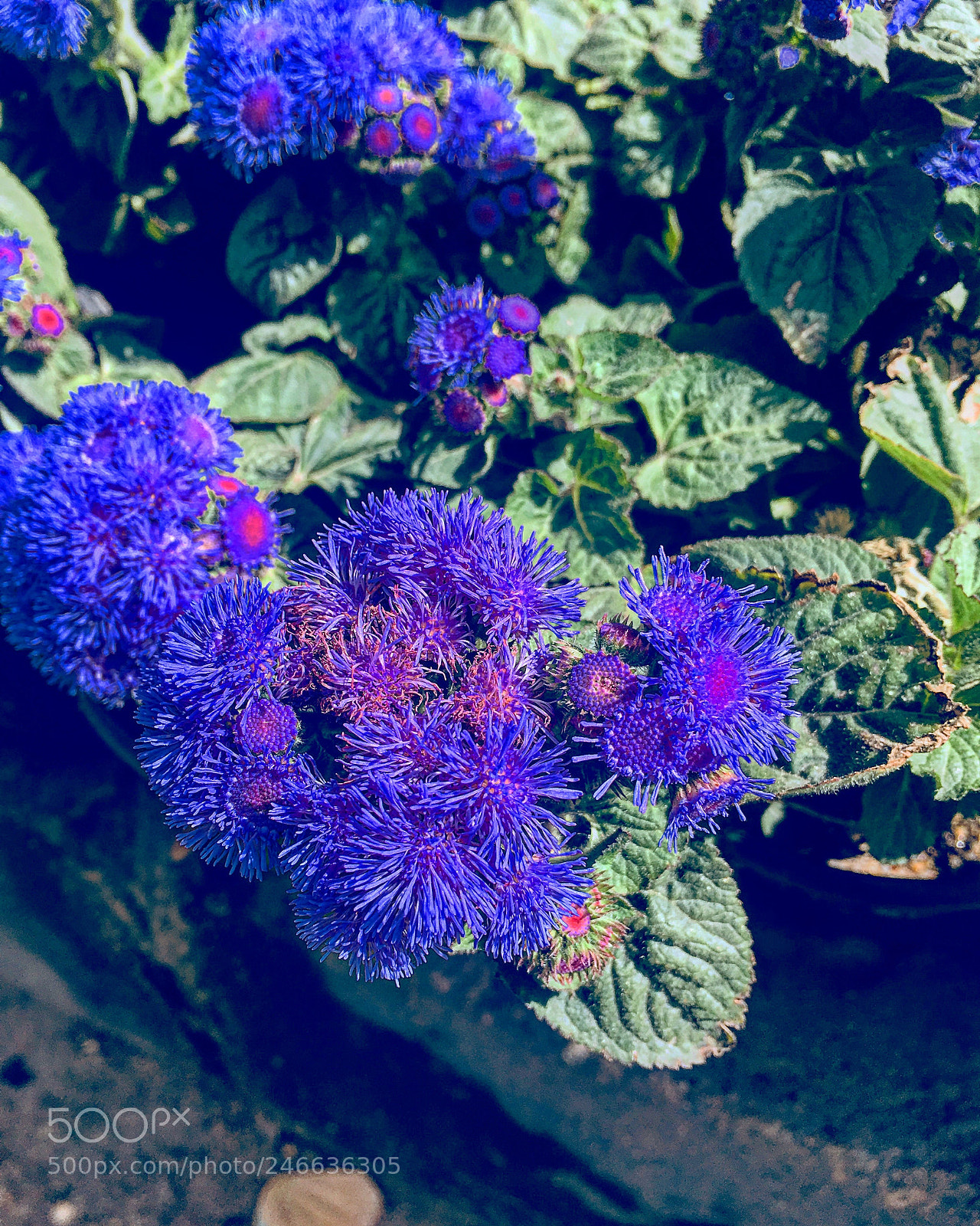 Apple iPhone 6s Plus sample photo. Untitled photography