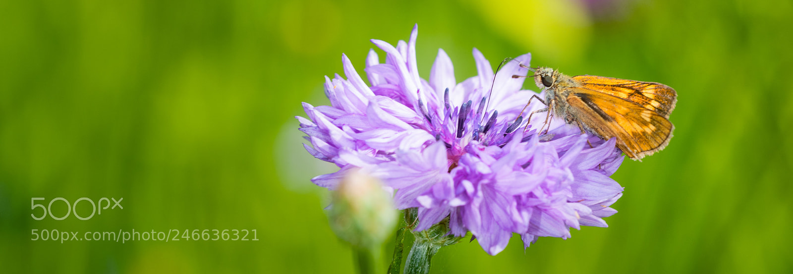 Nikon D500 sample photo. Large skipper on purple photography