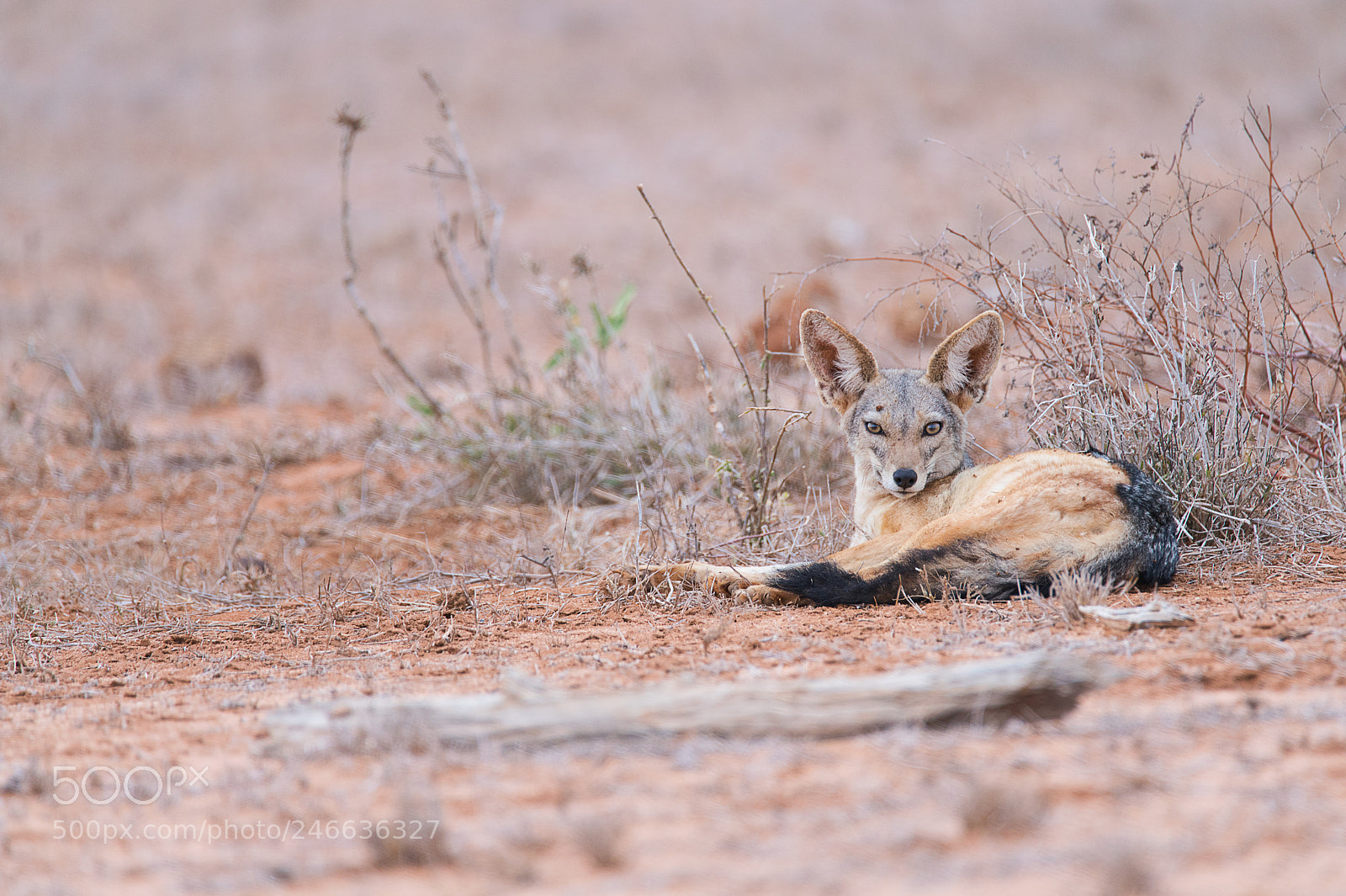 Sony a99 II sample photo. Black-backed jackal photography