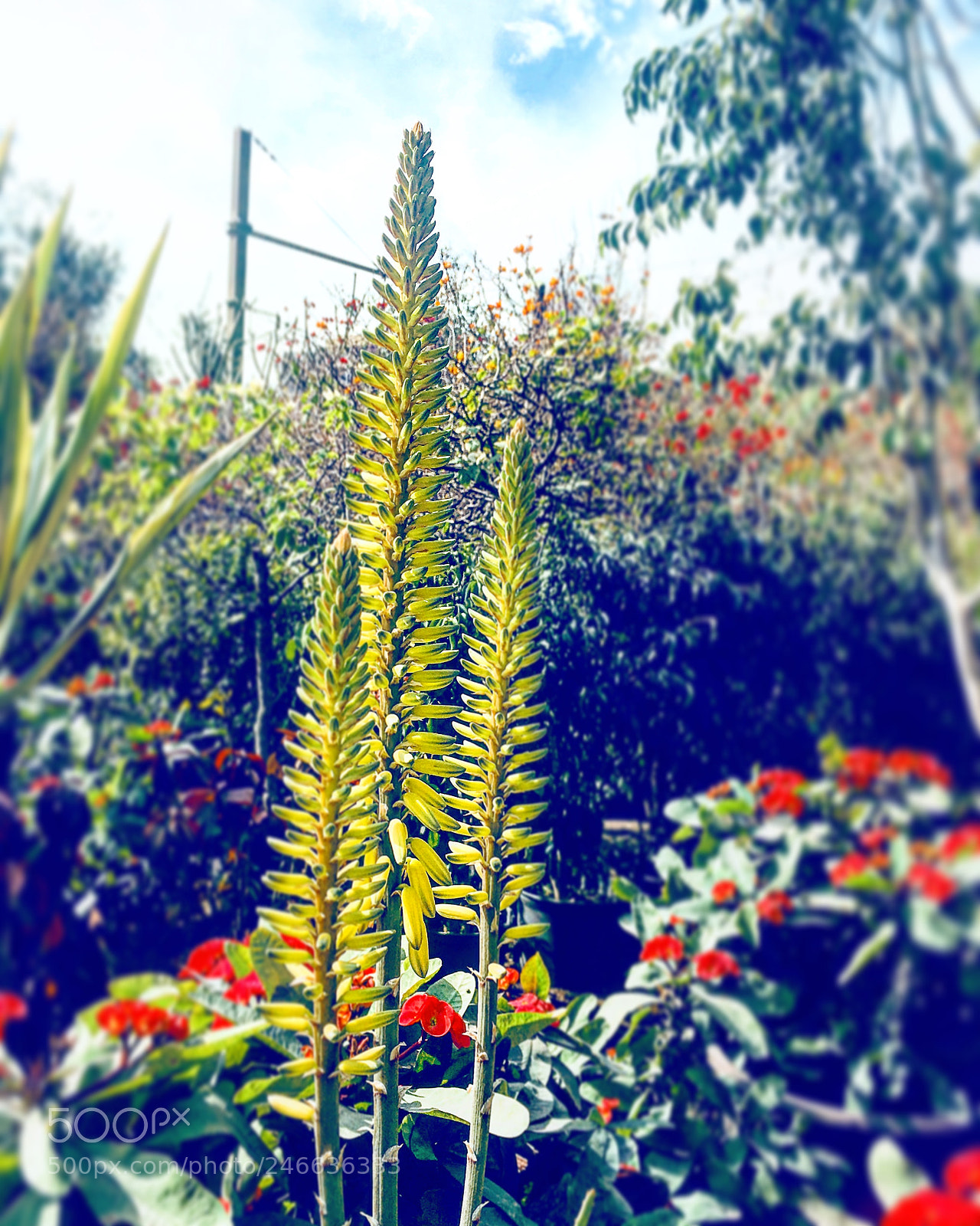 Apple iPhone 6s Plus sample photo. Untitled photography