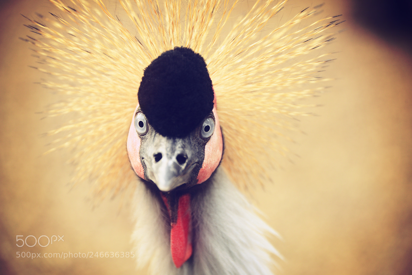 Nikon D800 sample photo. Black crowned crane photography