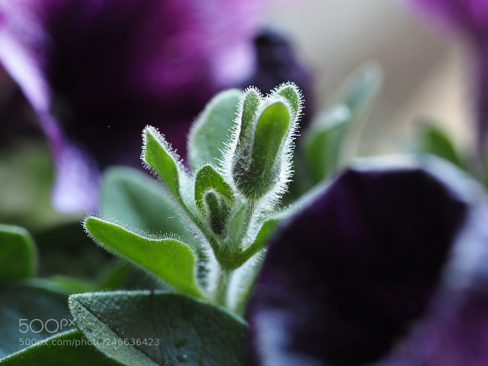 Olympus OM-D E-M1 sample photo. Close-up petunia flower bud photography