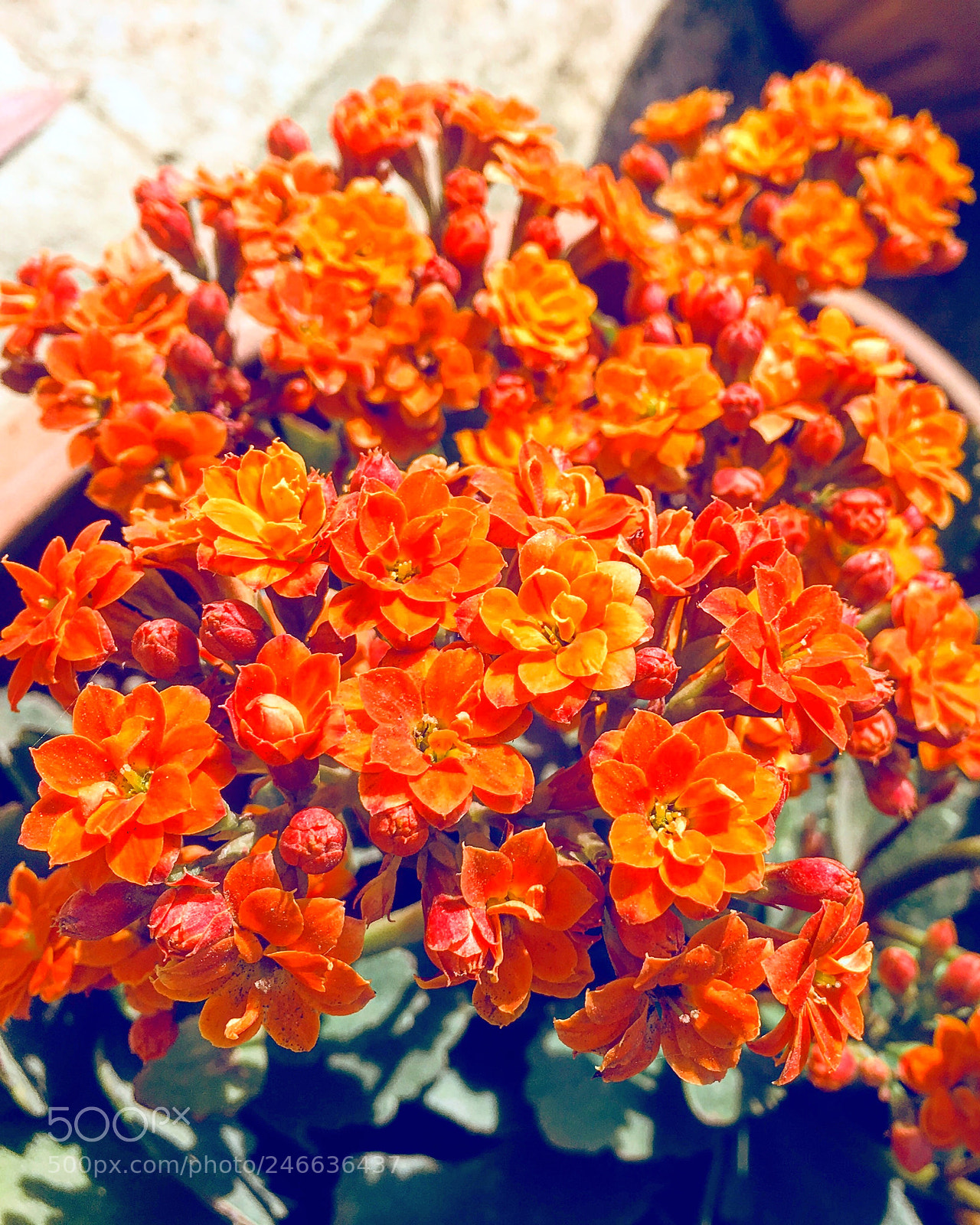 Apple iPhone 6s Plus sample photo. Untitled photography