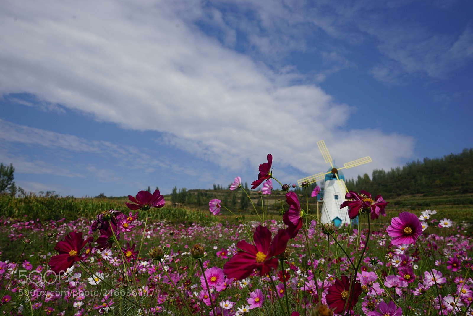 Sony a7 sample photo. 香草园 photography