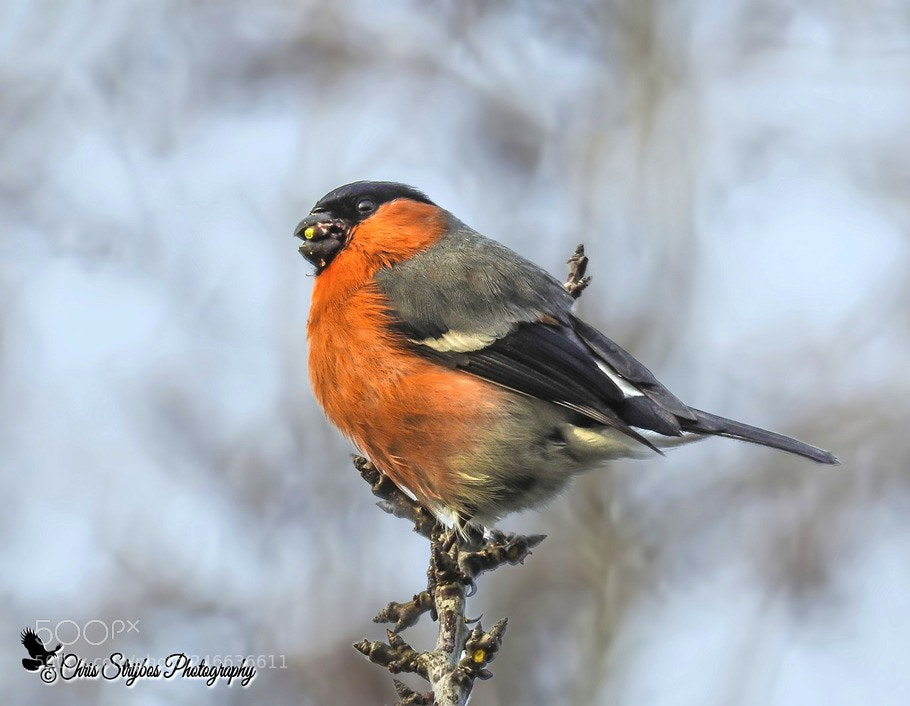 Nikon Coolpix P900 sample photo. Goudvink ( bullfinch ) photography