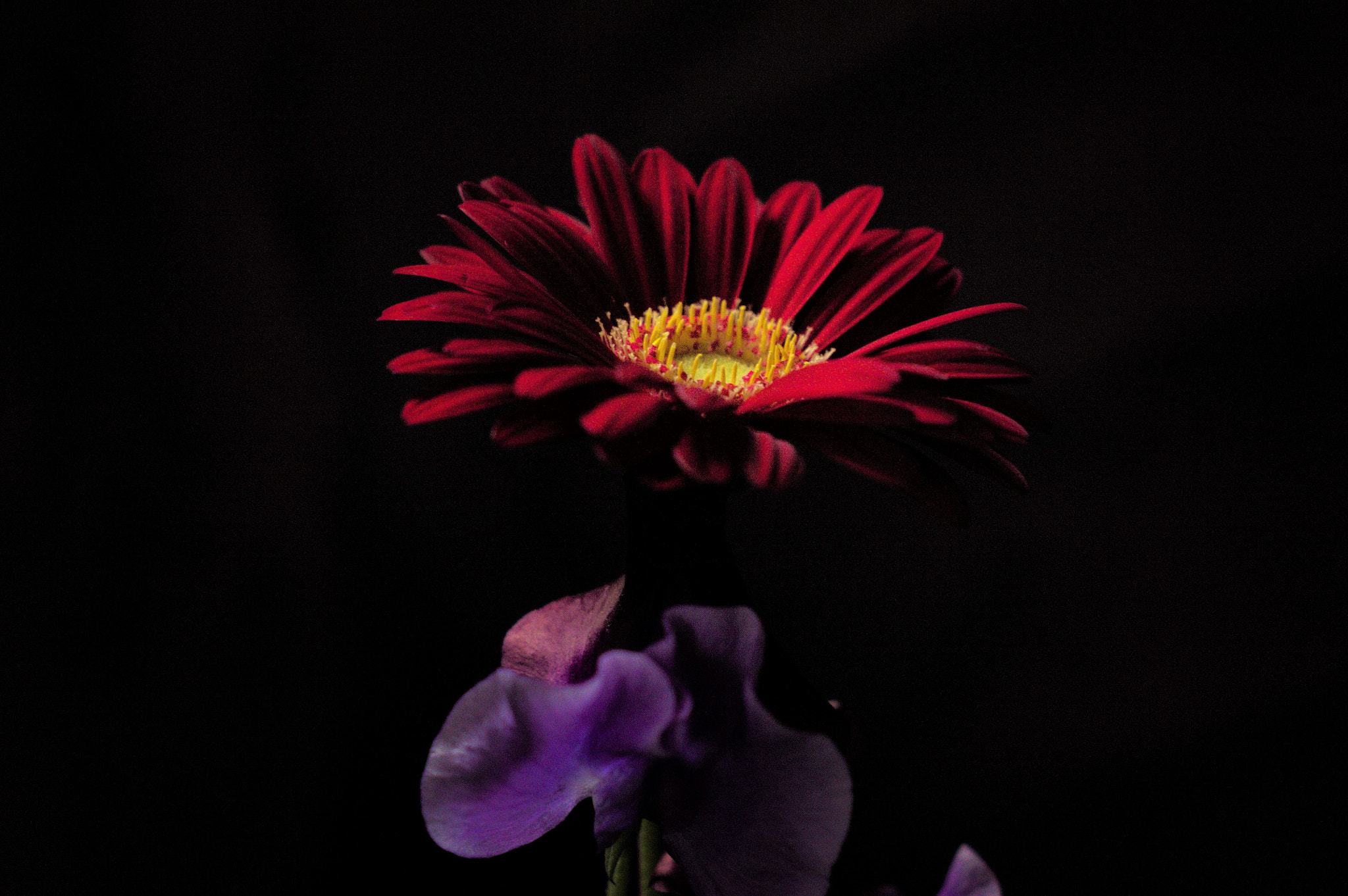 Canon EOS 450D (EOS Rebel XSi / EOS Kiss X2) sample photo. Dark gerbera photography