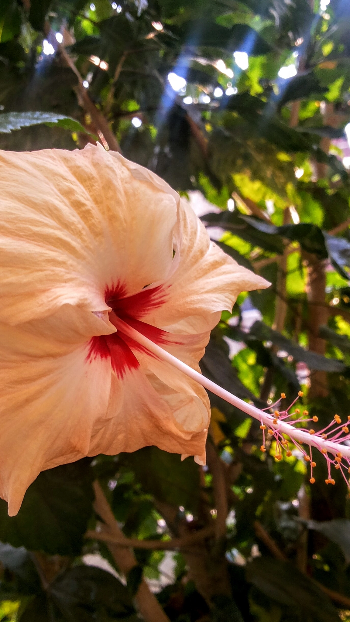 Samsung Galaxy Grand Duos sample photo. Piece photography