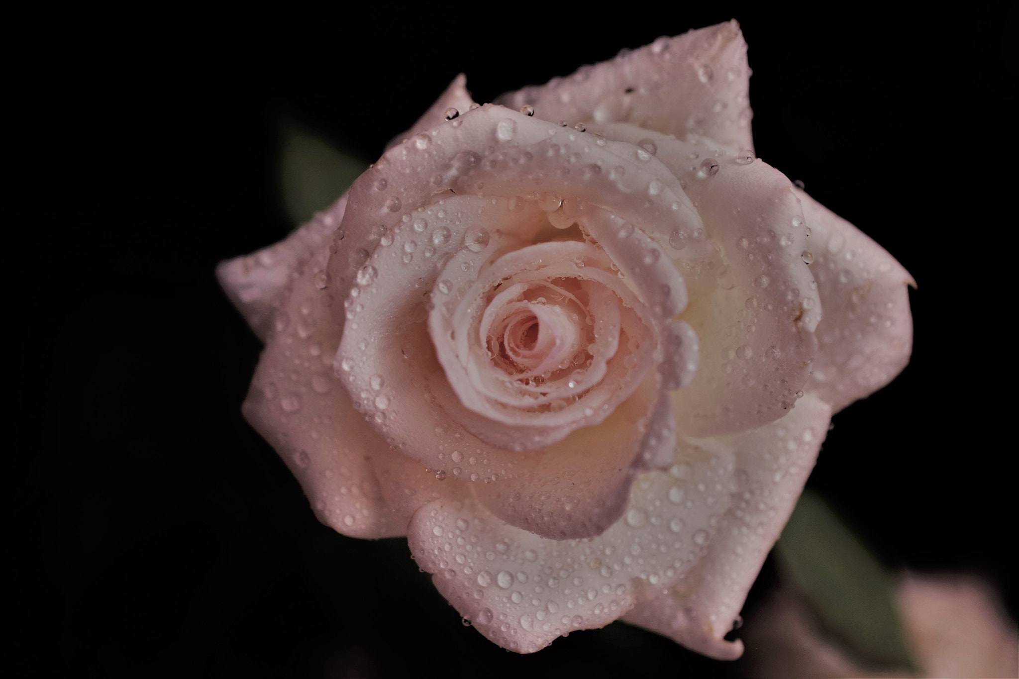 Nikon AF-S DX Micro Nikkor 40mm F2.8 sample photo. Rose photography