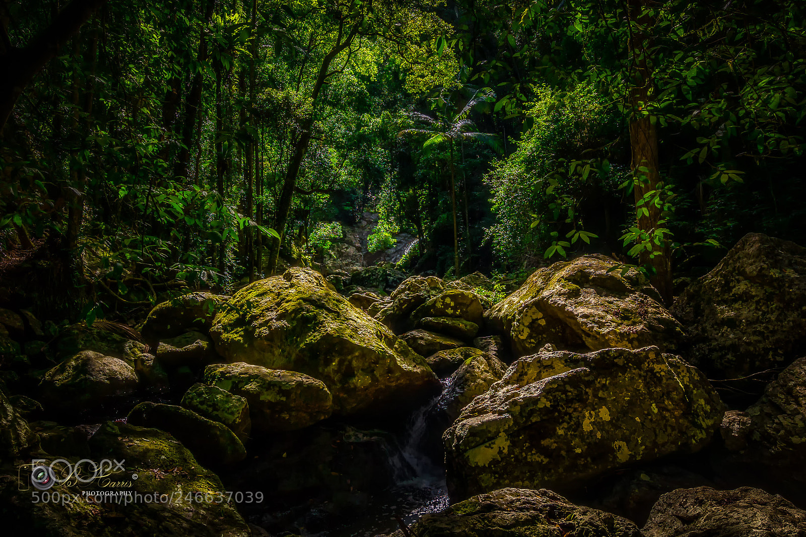 Sony a7 II sample photo. Kondalilla falls queensland national photography