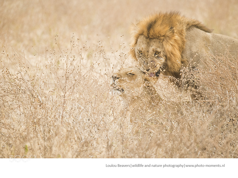 Nikon D810 sample photo. The mating pair photography