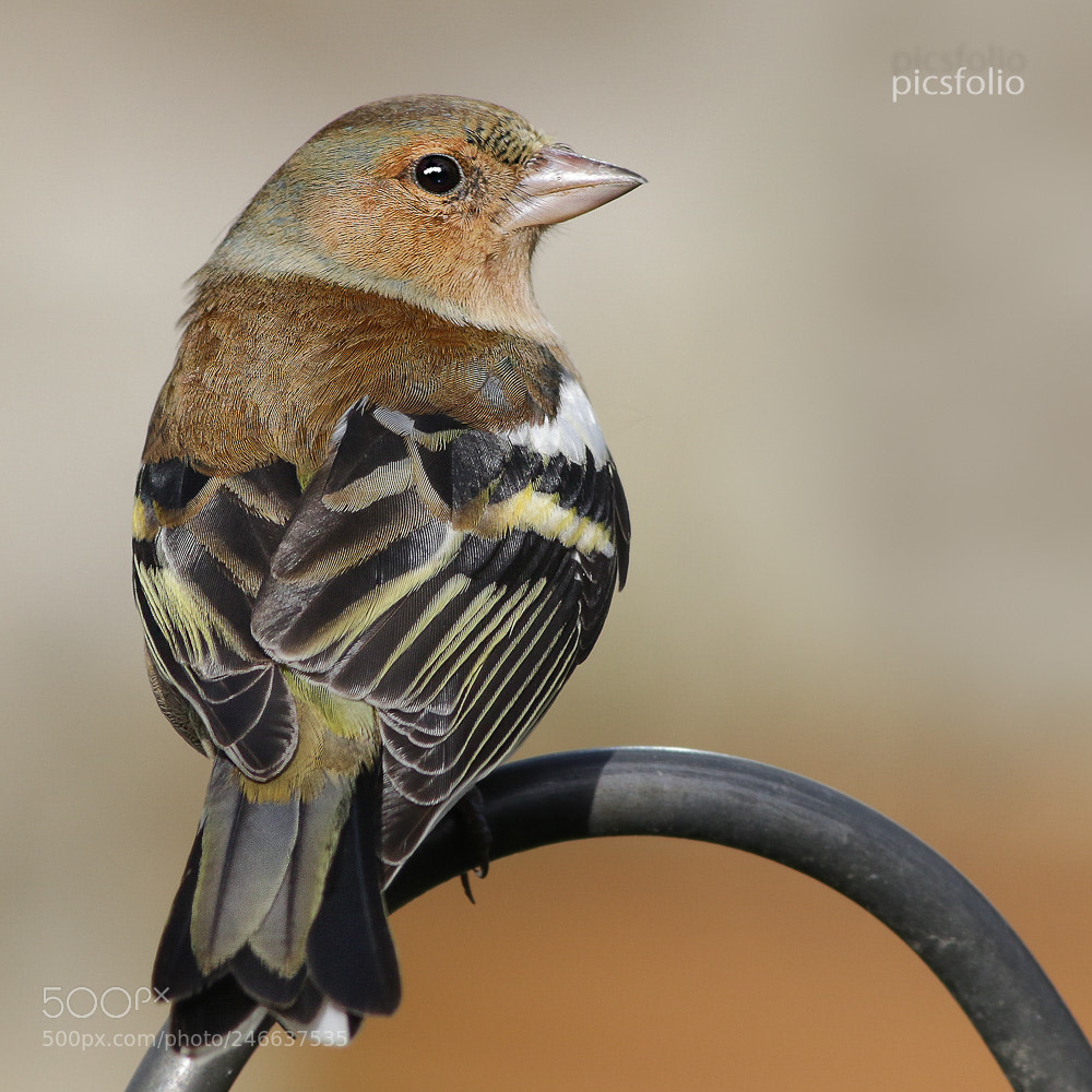 Canon EOS 7D Mark II sample photo. Chaffinch (fringilla coelebs) photography