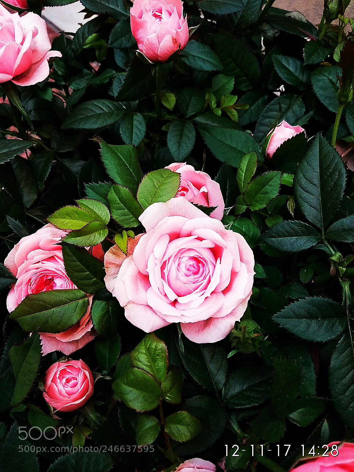 Xiaomi Redmi Note 5A sample photo. Untitled photography
