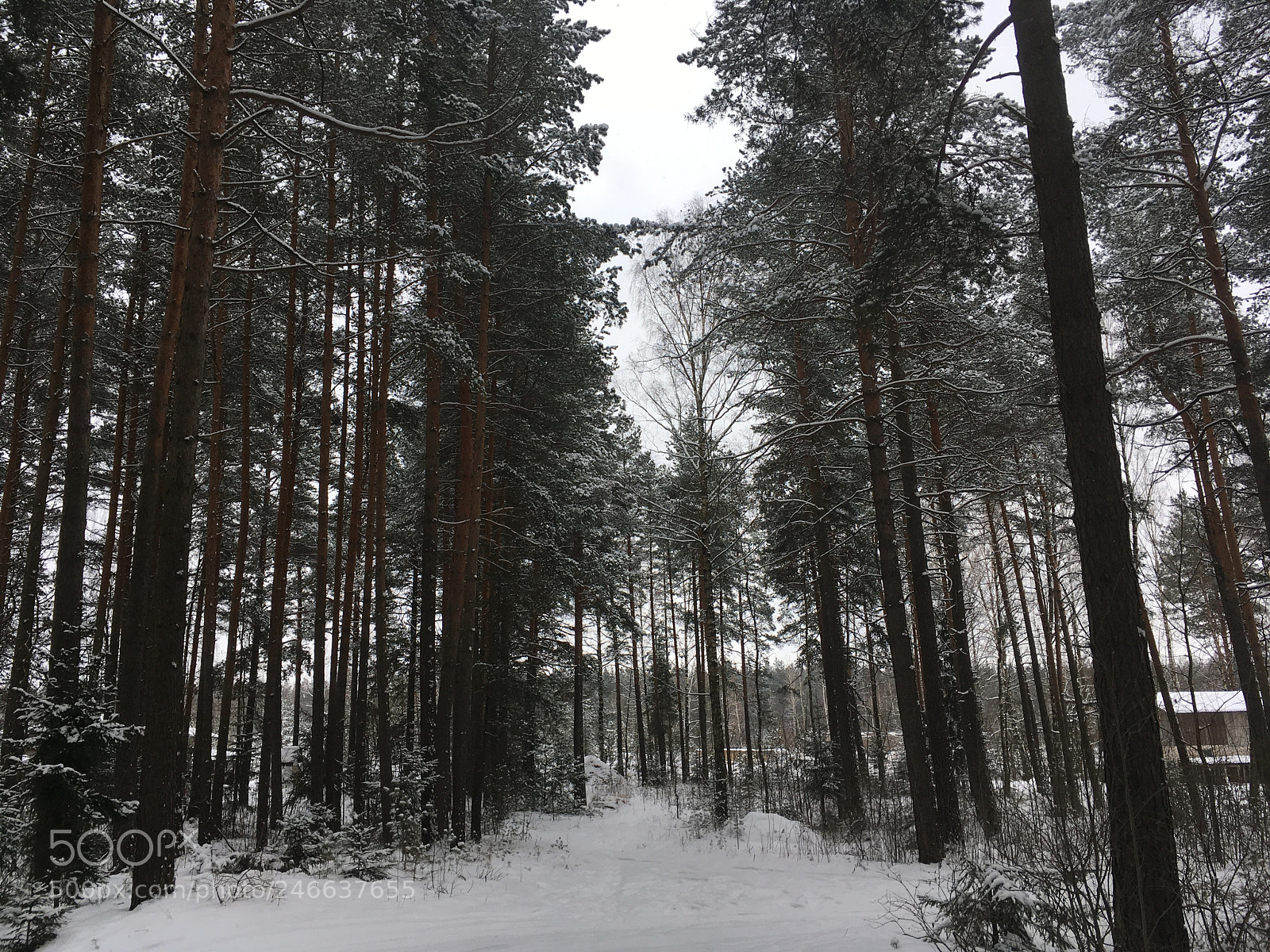 Apple iPhone SE sample photo. Pine forest photography