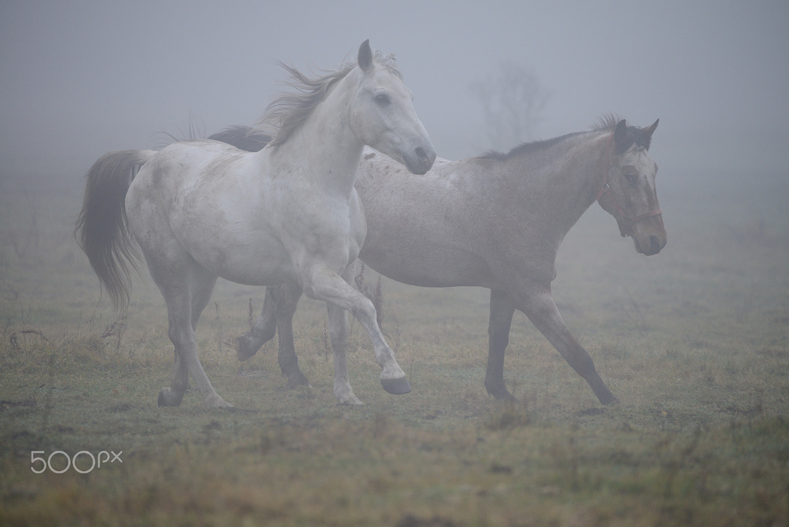 Sigma 150-600mm F5-6.3 DG OS HSM | C sample photo. Horses in the fog photography