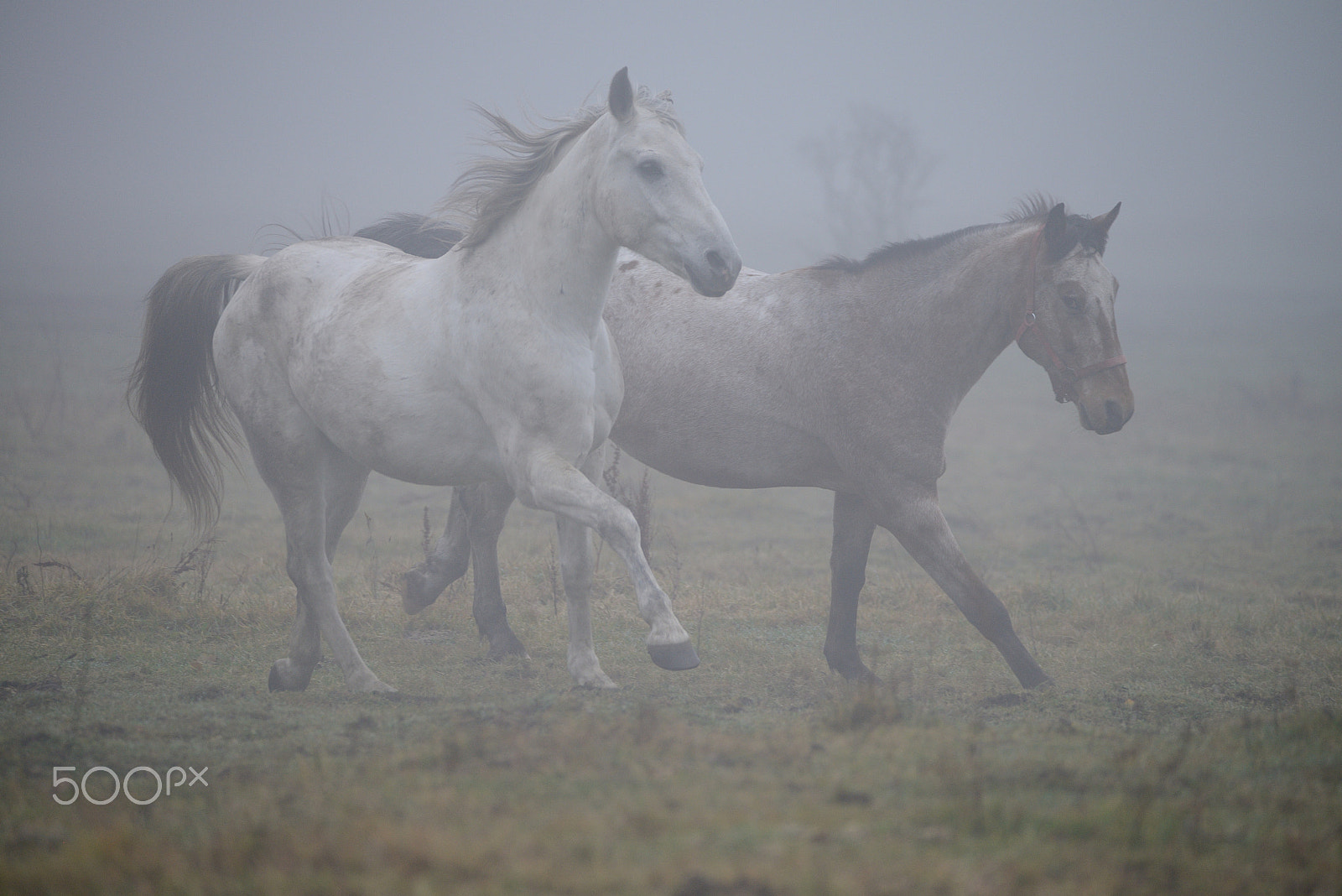 Nikon D800 + Sigma 150-600mm F5-6.3 DG OS HSM | C sample photo. Horses in the fog photography