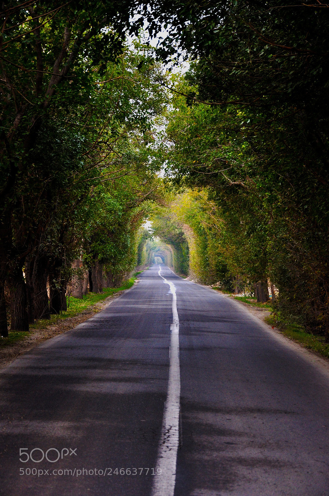 Nikon D90 sample photo. Green road photography