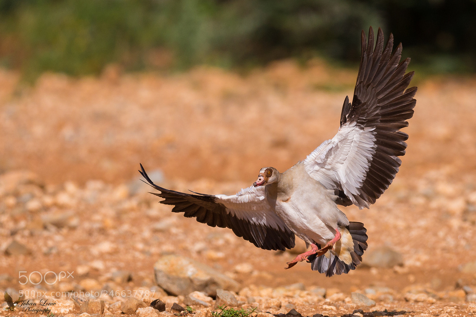Canon EOS-1D X sample photo. Egyptian goose. photography