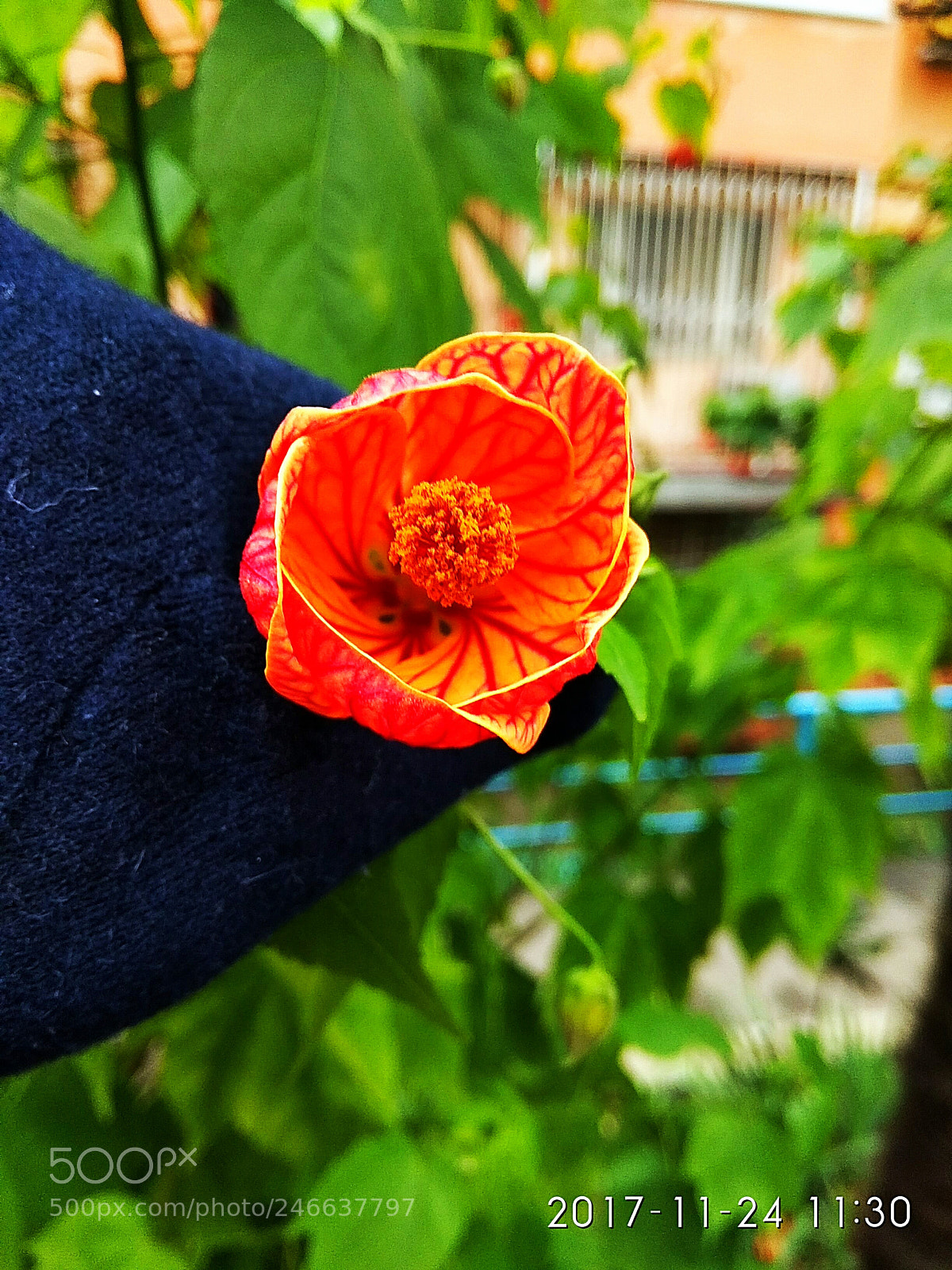 Xiaomi Redmi Note 5A sample photo. Untitled photography