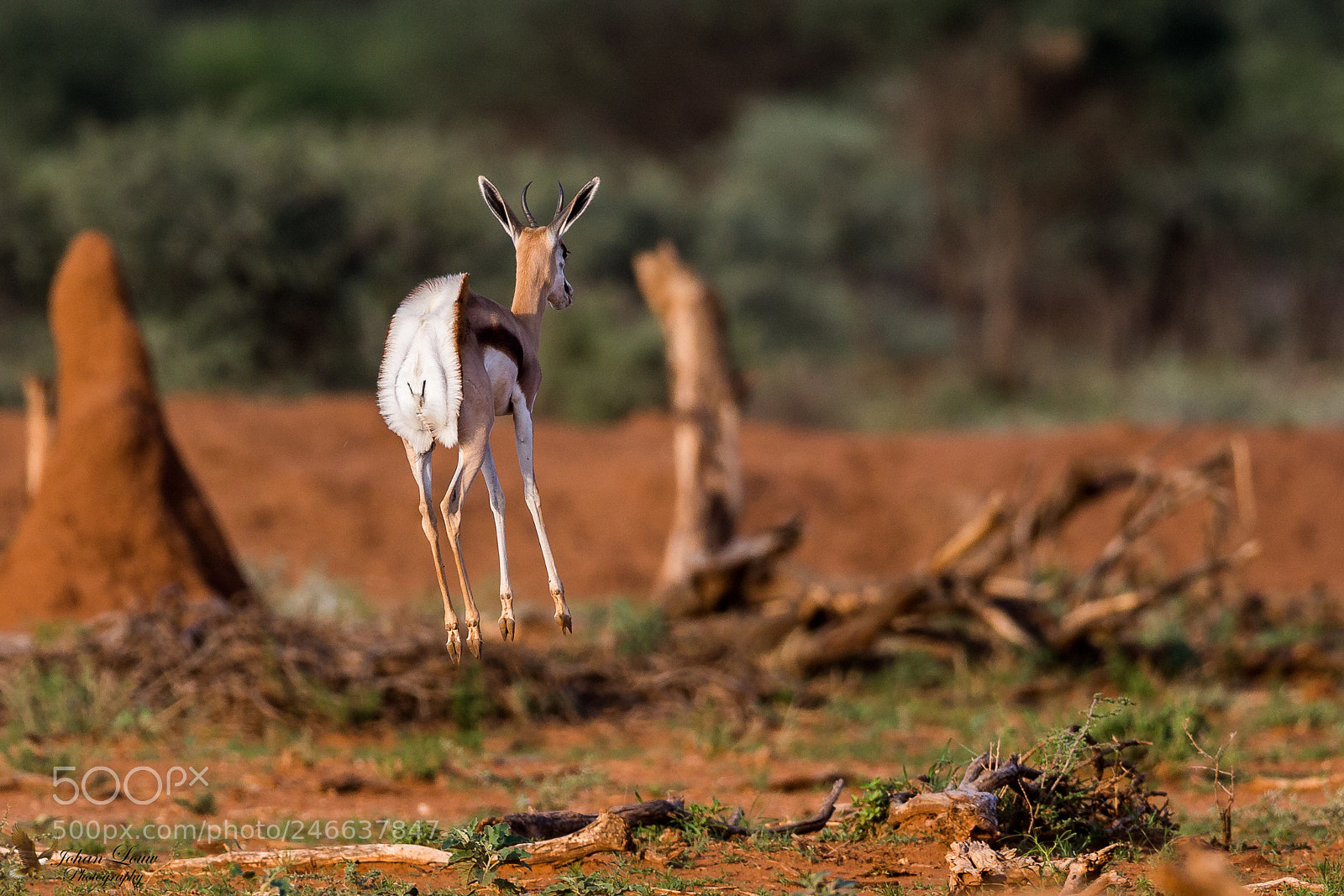 Canon EOS-1D X sample photo. Springbok pronking. photography
