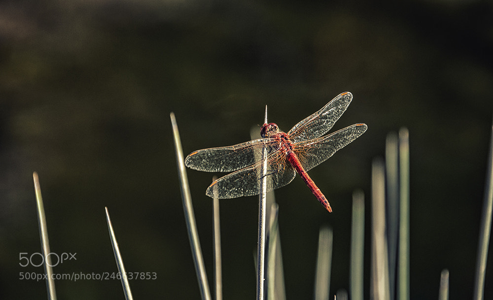Nikon D5000 sample photo. Dragonfly photography