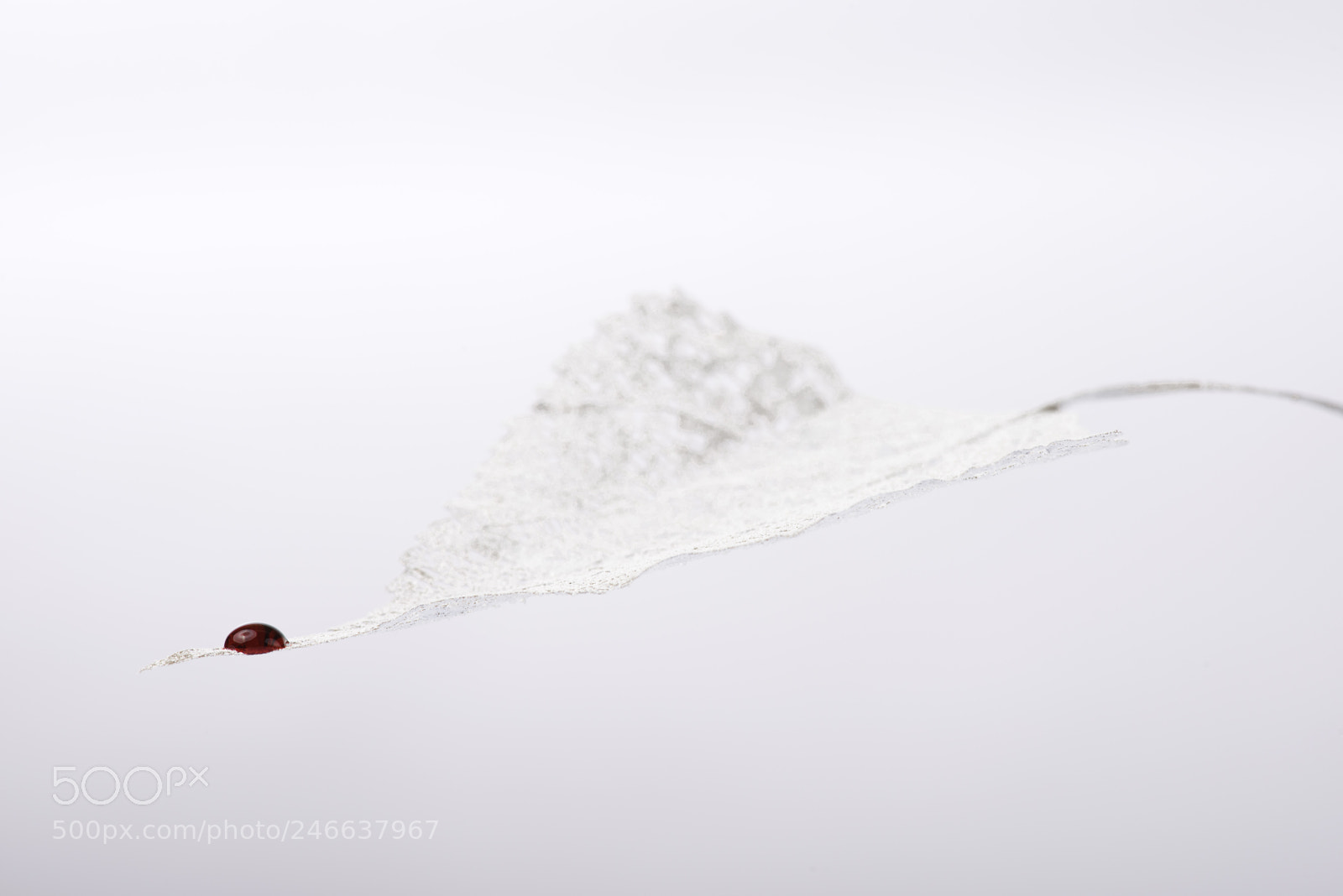 Nikon D800 sample photo. Bleeding leave photography