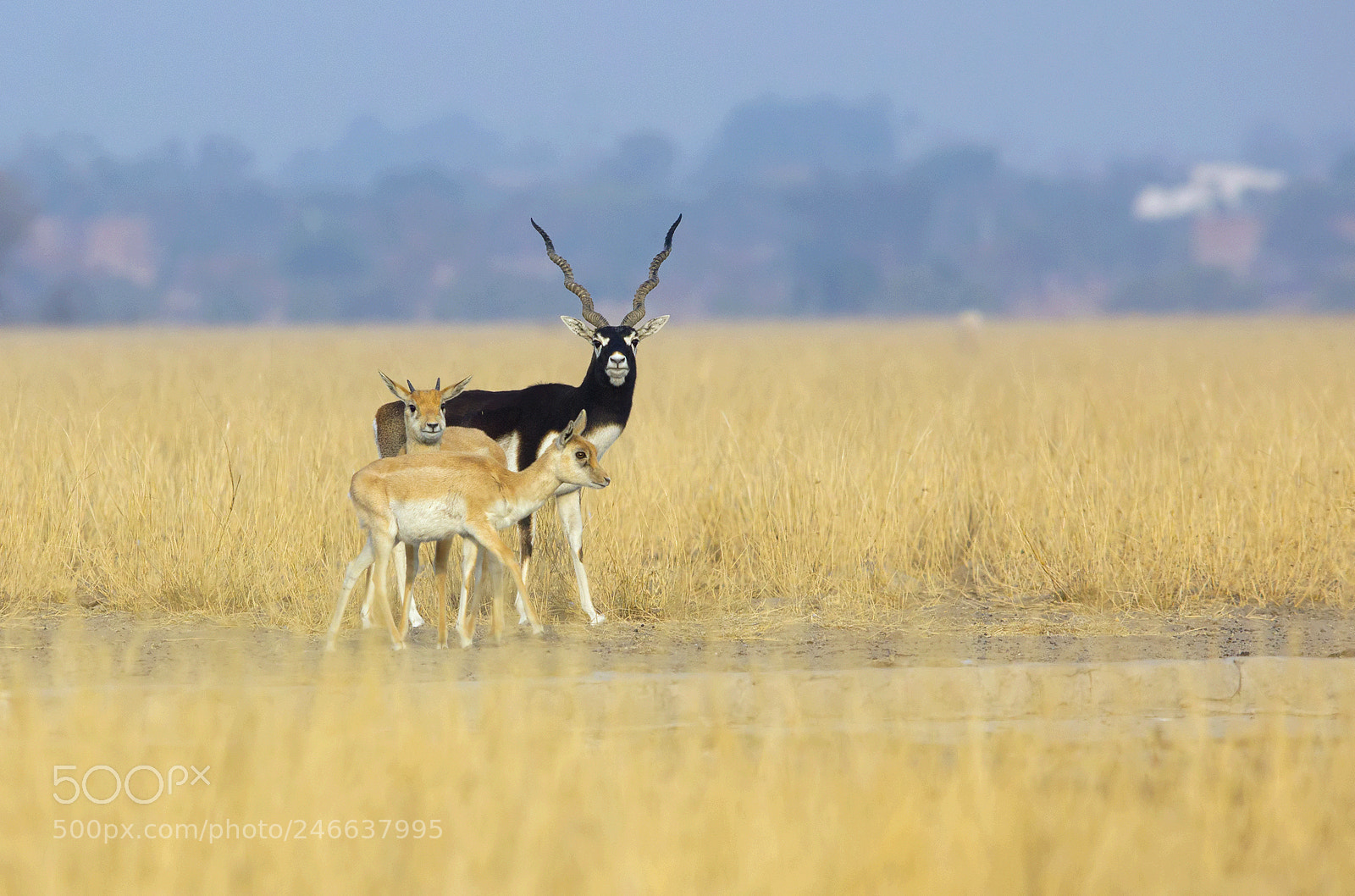 Canon EOS 550D (EOS Rebel T2i / EOS Kiss X4) sample photo. Blackbucks photography