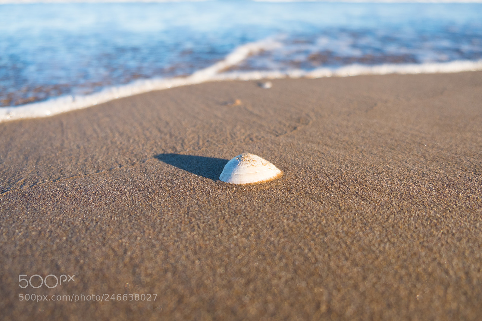 Fujifilm X-T20 sample photo. Sea shell photography