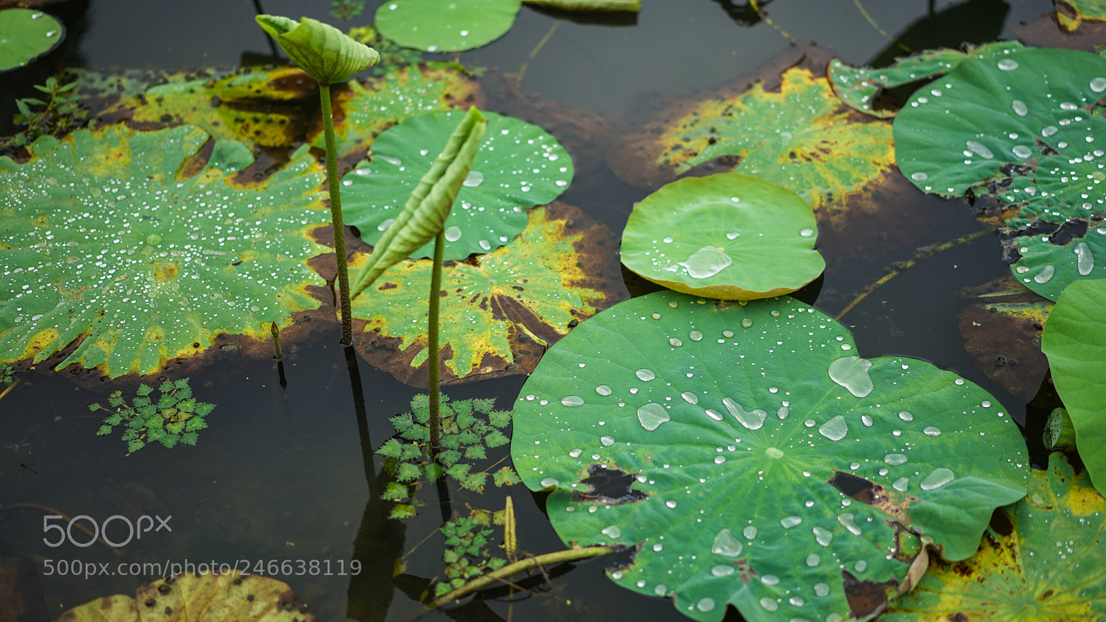 Sony a7 II sample photo. West lake 西湖景色 photography