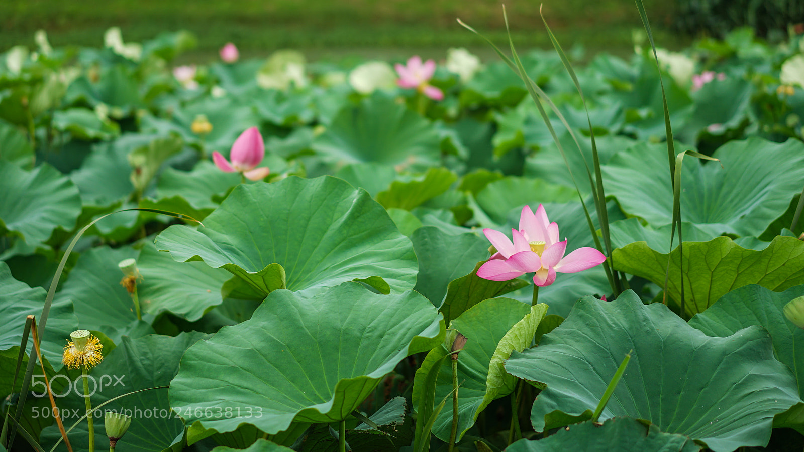 Sony a7 II sample photo. West lake 西湖景色 photography