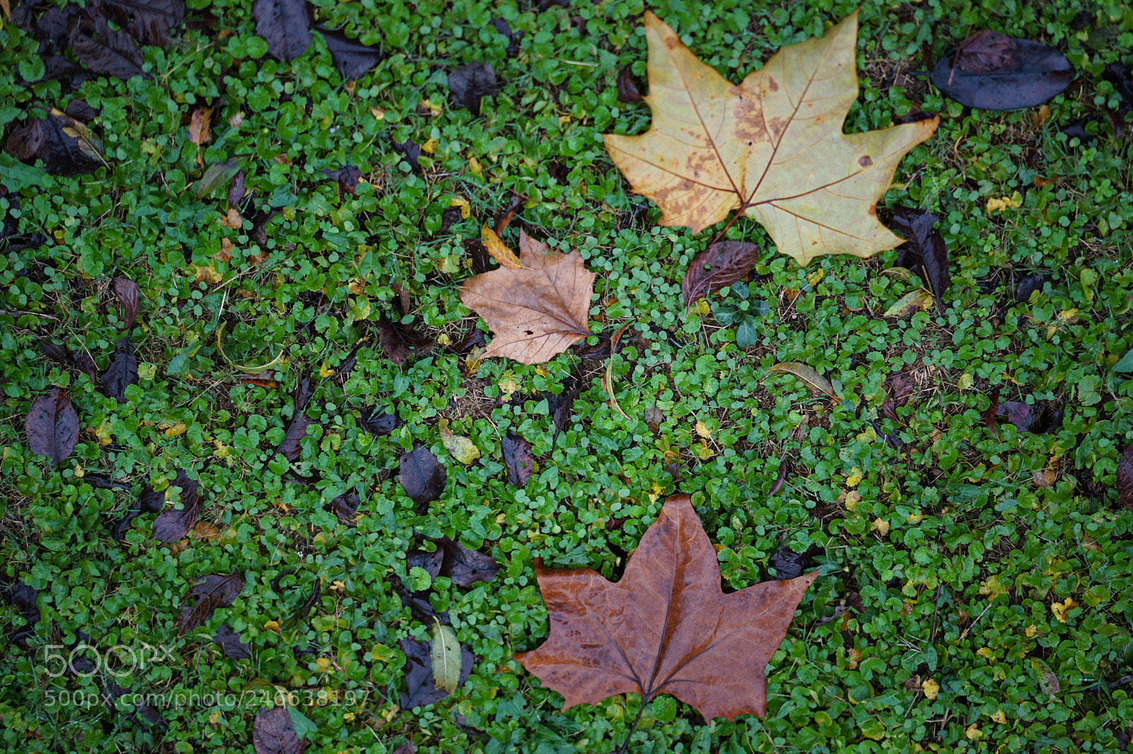 Sony a7 II sample photo. Fallen leaves 落叶 photography