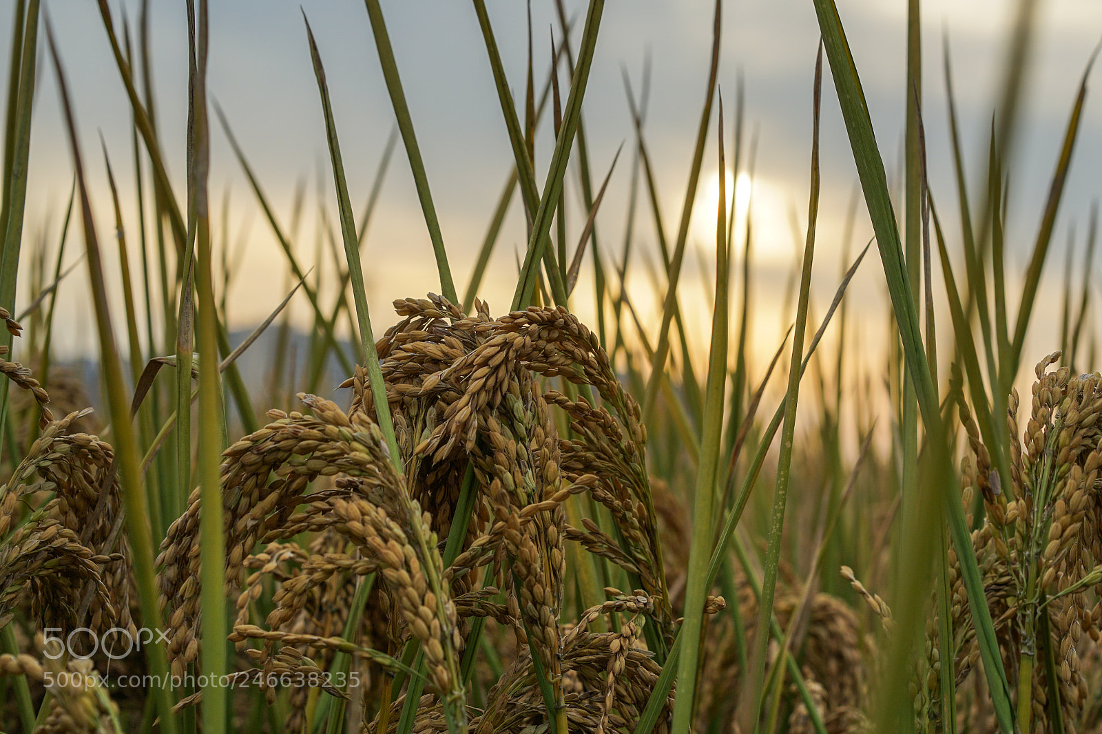 Sony a7 II sample photo. Crops 农作物 photography