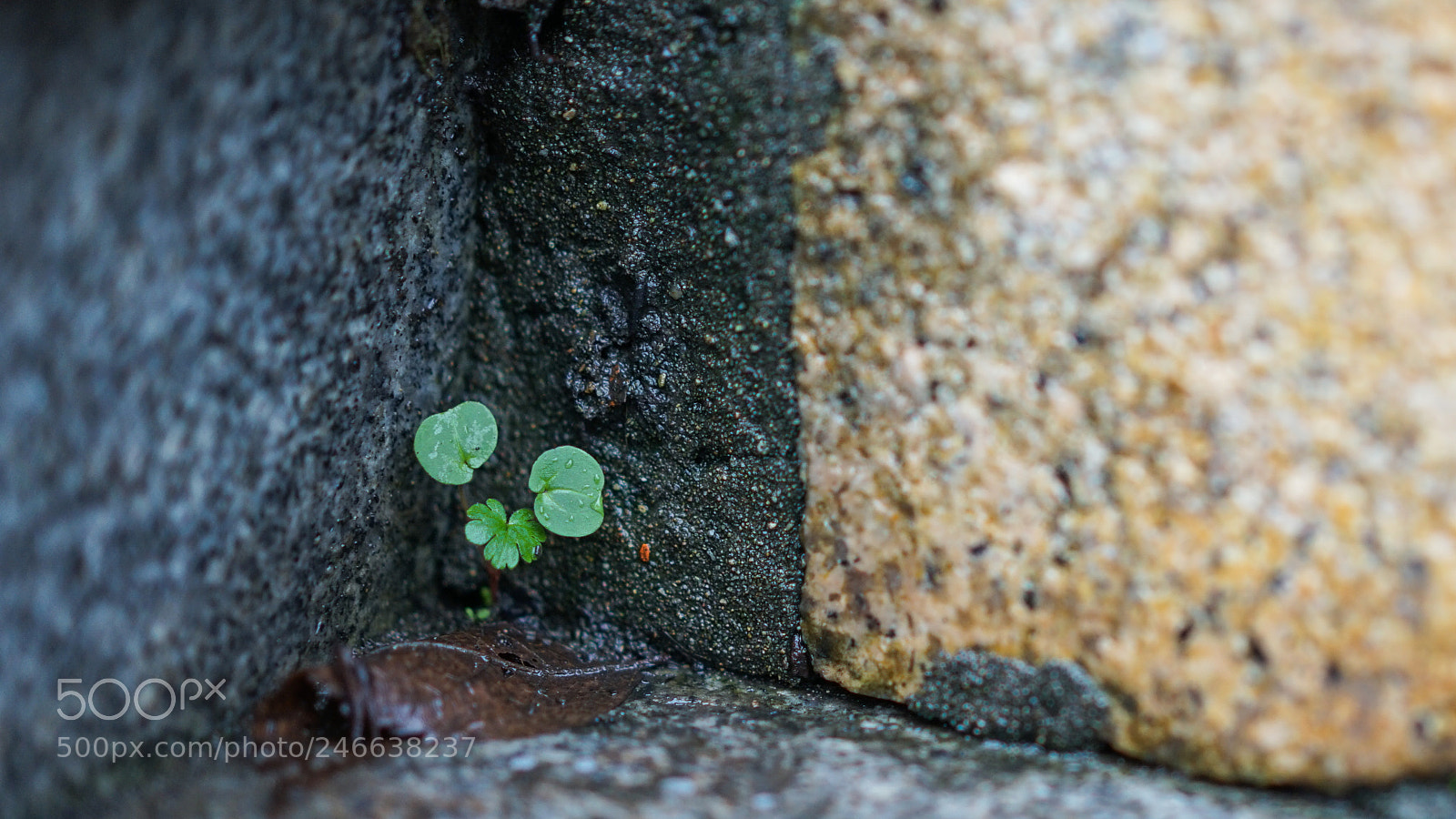 Sony a7 II sample photo. Tenacious life 顽强的生命 photography