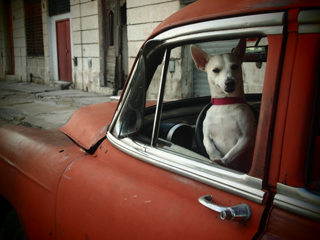 Olympus PEN E-P1 sample photo. ¡hola perro! photography
