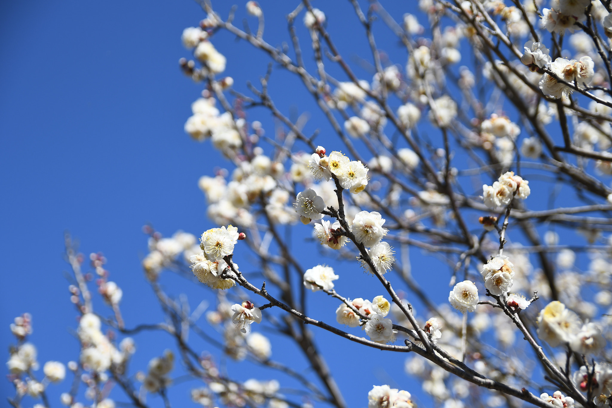 Sigma 17-50mm F2.8 EX DC OS HSM sample photo. Plum blossom photography