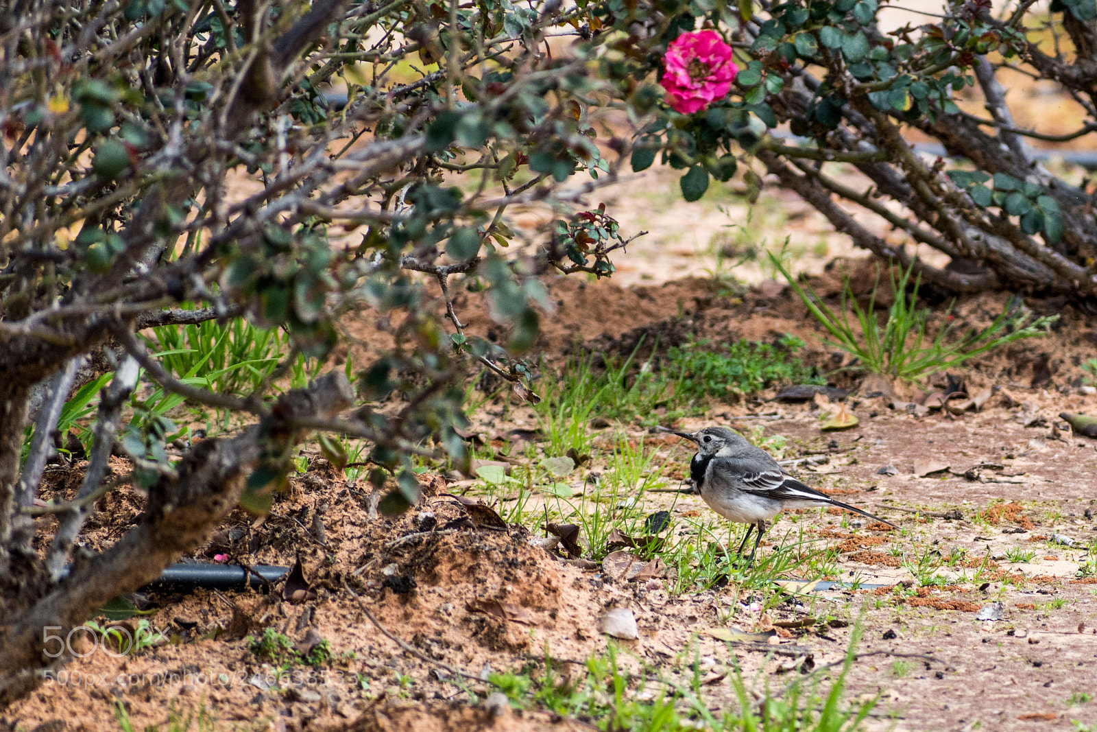 Nikon D5600 sample photo. Dsc photography
