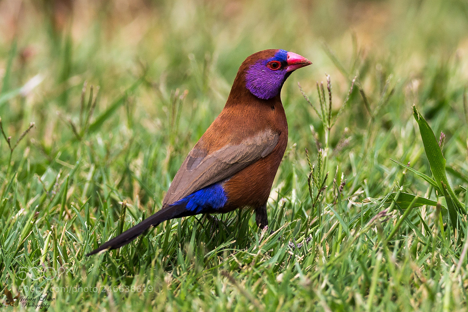Canon EOS-1D X sample photo. Violet-eared waxbill. photography